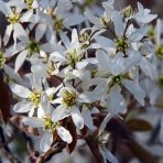 Muchovník kanadský (Amelanchier canadensis) ´LAMARCKII´ – výška 100-150 cm, kont. C5L